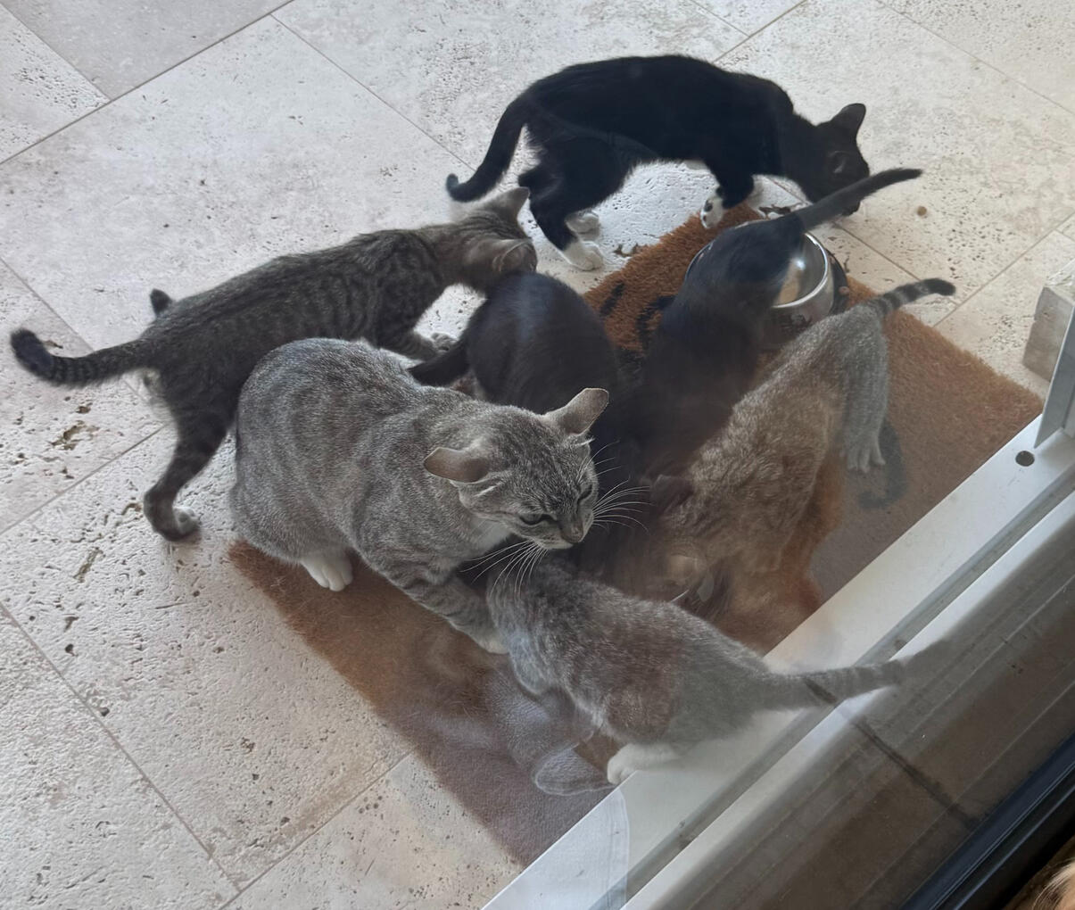 Six cats gathered around a food bowl on a Cabo patio