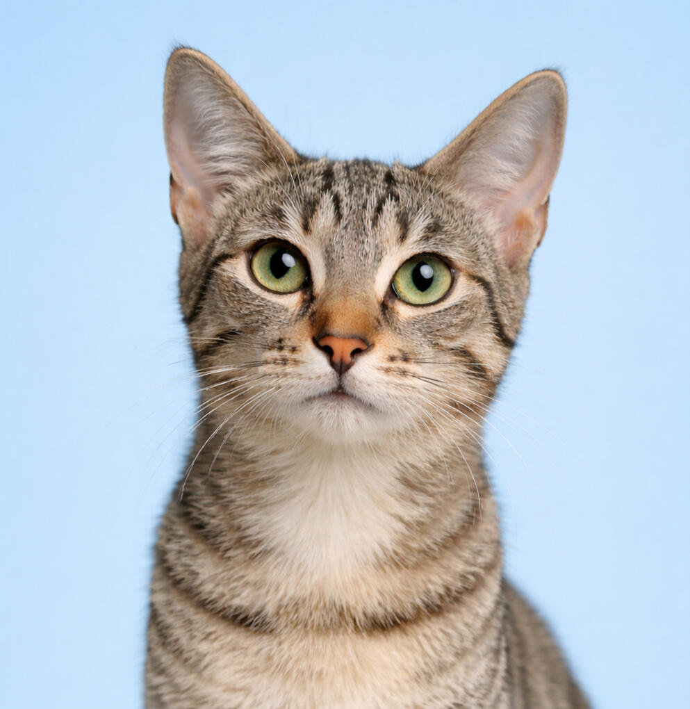 Mittens, a brown tabby cat